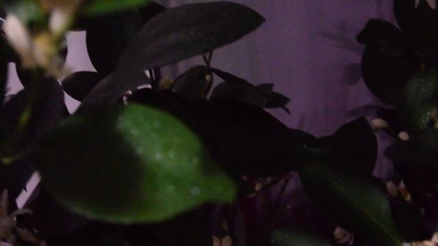 Каламондин / цитрофортунелла! Весь в цвету! (Calamondin, Samara)
