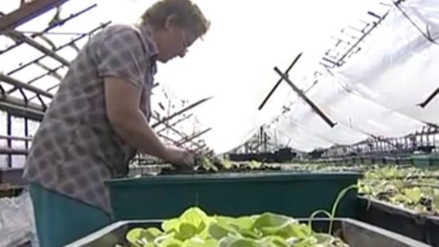 Бегония - выращивание из семян. смотреть онлайн