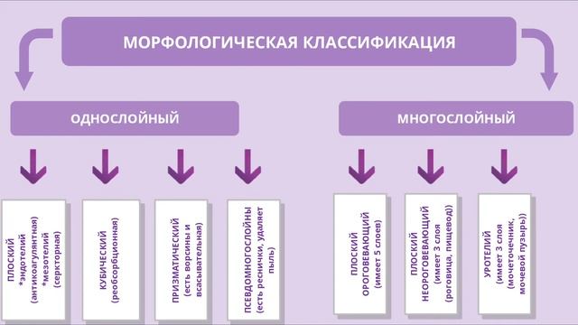 Эпителиальные ткани. ткани как система клеток и их произвоздных. смотреть онлайн