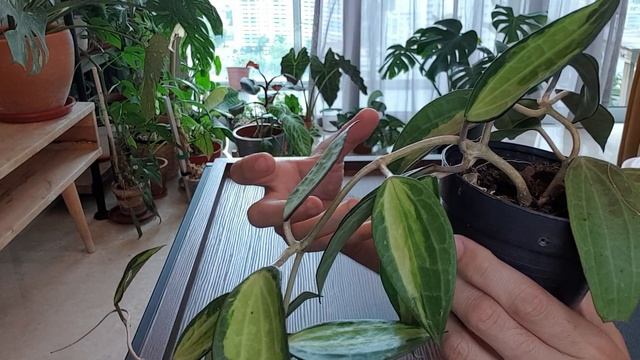 Plant Spotlight - Hoya macrophylla (latifolia) POT OF GOLD смотреть онлайн