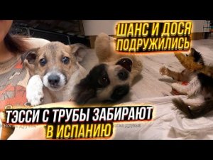 Тэсси, спасенную с трубы, забирают в Испанию Едем ставить чипДося м Шаней подружились