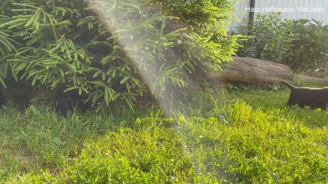 Щенки лабрадора (32 день)|Наш лабрадор ViaLador смотреть онлайн