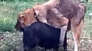 свинья и собака