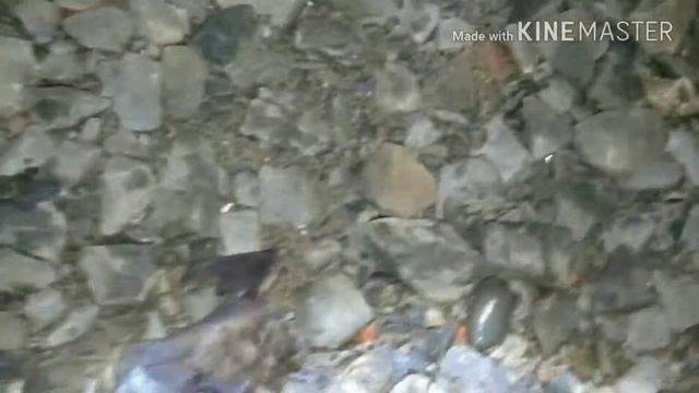 Ловили судака, а поймали летучую мышь!))) смотреть онлайн