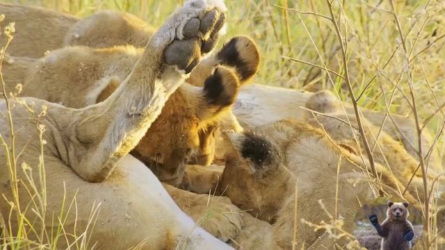 Самые большие кошки Африки. Львята и их воспитание смотреть онлайн