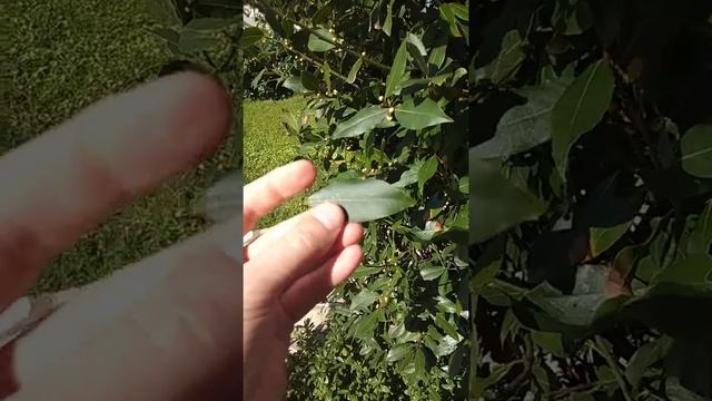 Лавр. Как растет лавровый лист. Лаврушка.