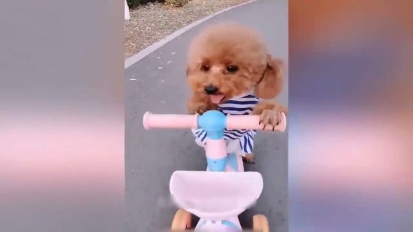 Очень смешные КОТИКИ!!!!