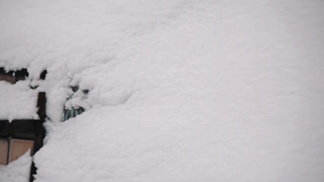 Ginkgo Labyrinth Winter / Как зимуют гинкго билоба в Беларуси