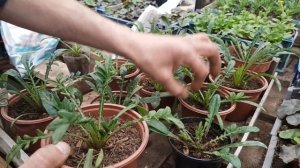 ГАЗАНИЯ СЕКРЕТ ВЫРАЩИВАНИЯ. сажайте газанию. цветок газании видео