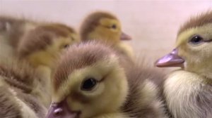 Маленькие утята впервые в жизни купаются в воде