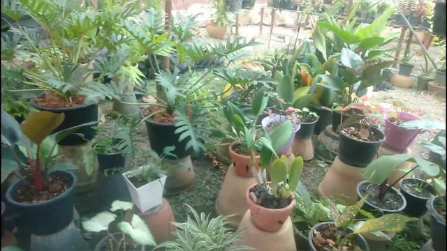 เสน่ห์จันทร์โกเมน ราคาถูก รีบด่วนก่อนหมด ไม้มงคลราคาถูก สับปะรดสี โชค9ชั้น เศรษฐีเงินหนาสบู่เลือดสว