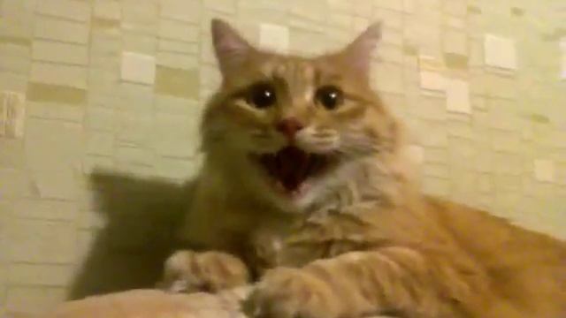 Кот смеётся, подложили смех смотреть онлайн