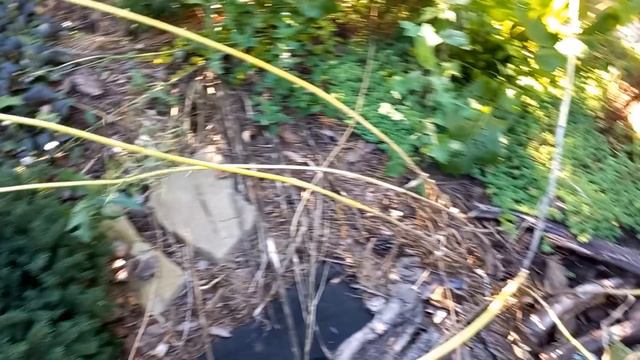 Мій сад провів без мене 5 місяців. Який він зараз? смотреть онлайн