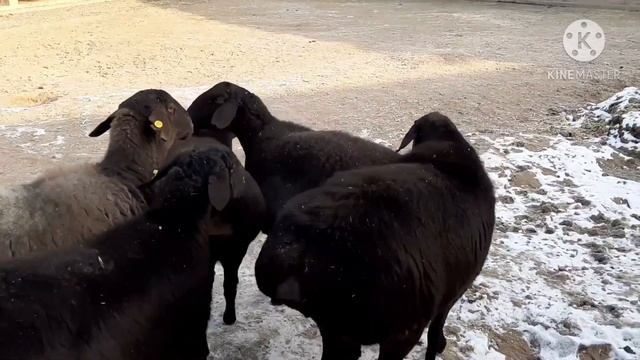 Гиссарские кочкары, овцы матки. Гиссарские бараны. Hissori Qóylar. Хиссори койлар.