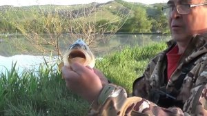 Время крупного окуня! ? Здоровенный - 1,2 кг окунь на воблер ?  Рыбалка на большого окуня ?