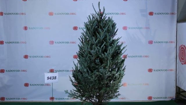 9438 Пихта Фразера 2.50 - 2.75 м. смотреть онлайн