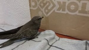 Выкармливание разговорчивого Стрижа (забавный стриж)