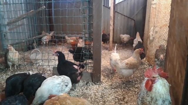 Как объединить кур, старых и молодых, в загонах и в клетках. смотреть онлайн