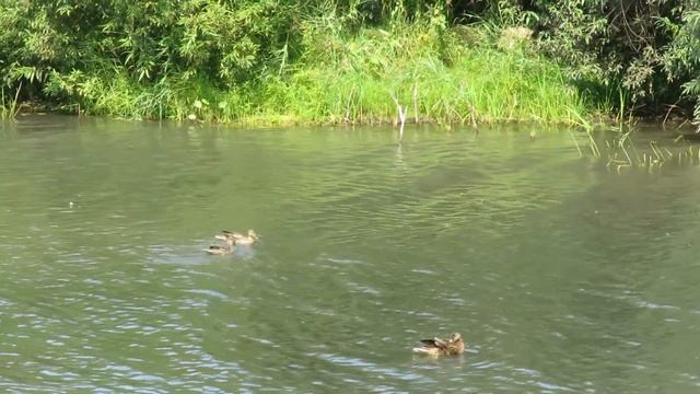 Утки на Искитимке(Кемерово) смотреть онлайн