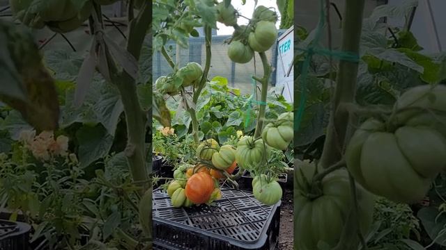 сорт томата Don"s Doble Deliant смотреть онлайн