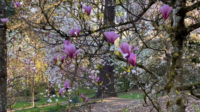 Magnolias at the Hoyt Arboretum смотреть онлайн