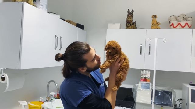ÇILGIN BİR POODLE YAVRUSU! ( Yerinde Duramadı! ) смотреть онлайн