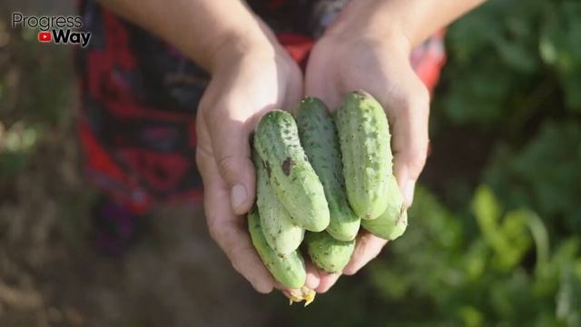 Подкормка, защита от вредителей, профилактика болезней. Средство для огурцов и томатов 3 в 1 смотреть онлайн