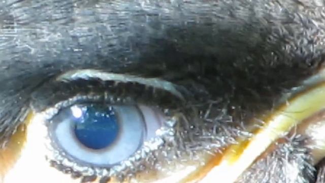 Canon PowerShot SX50 HS Video Sample Bird Eye смотреть онлайн