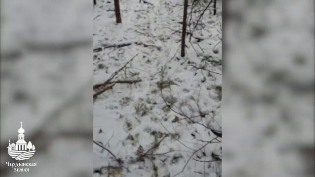Охота с лайками на рысей смотреть онлайн