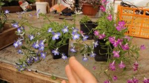 ВАША ЛОБЕЛИЯ будет ПЫШНОЙ как ШАР после такого ухода. Какая Лобелия лучше-Вегетативная или семенная