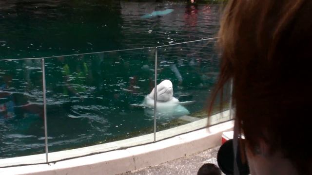 Beluga Whale wiggling its Melon at Vancouver Aquarium смотреть онлайн