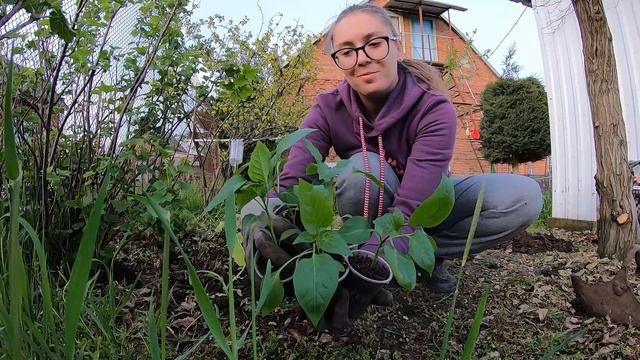 #дача #рассада #огород | Наш первый агро-опыт | Или посадка саженцев смотреть онлайн