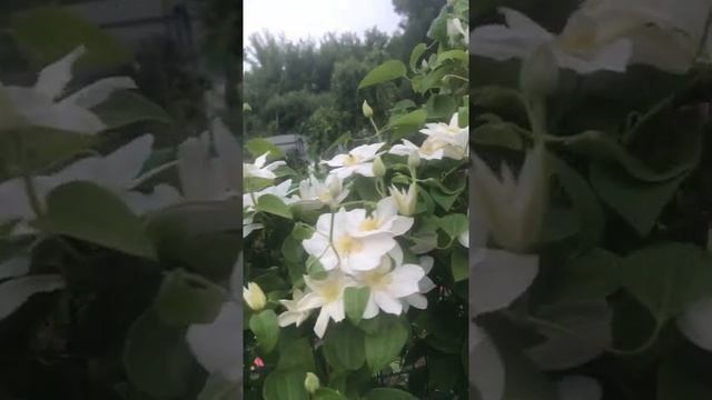 Цветение клематиса Мадам де Колтр смотреть онлайн