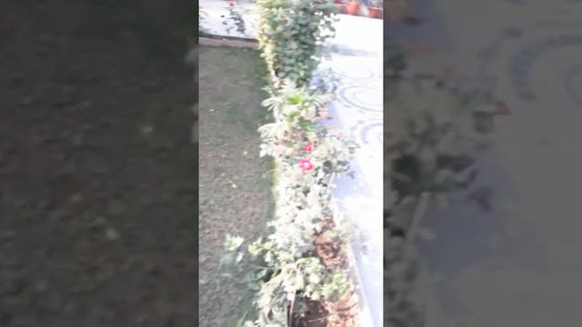 View of Adenium plant .. смотреть онлайн