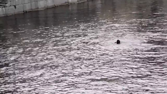 Спасение рядового Булочки . смотреть онлайн