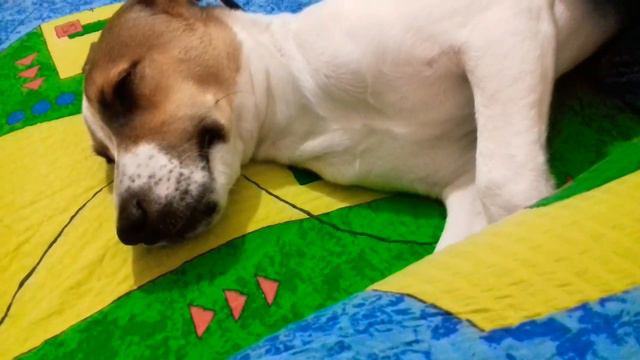 Собака, которая любит поспать смотреть онлайн