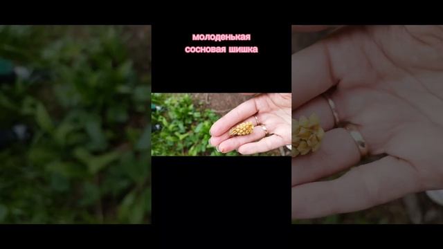 Йога-тур в Северную Осетию. День 4. Поход на гору Кубус и не только ? #гармония #йога #горы смотреть онлайн