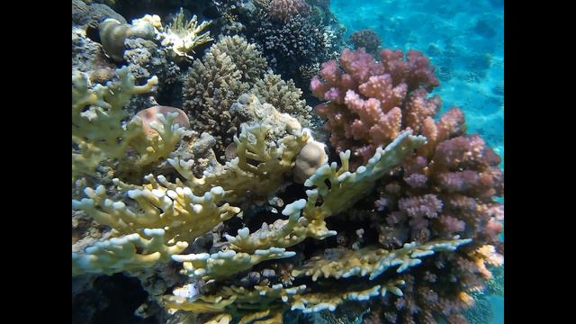 Шарм ель Шейх(Египет,июнь2019) смотреть онлайн