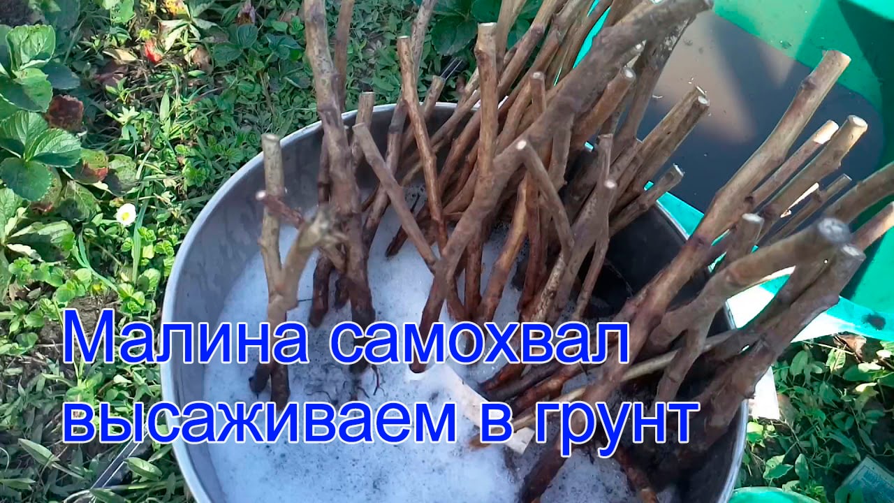 Малина самохвал высаживаем в грунт. смотреть онлайн
