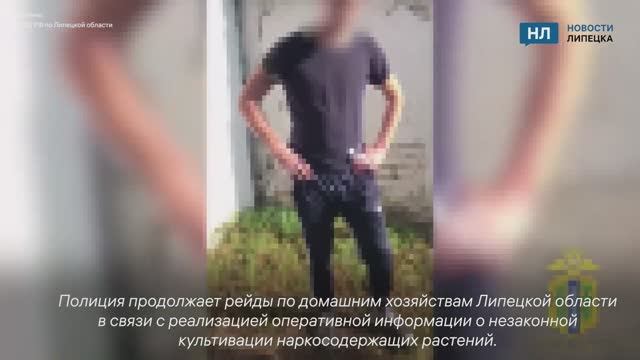 В Липецкой области выявили несколько домашних плантаций марихуаны