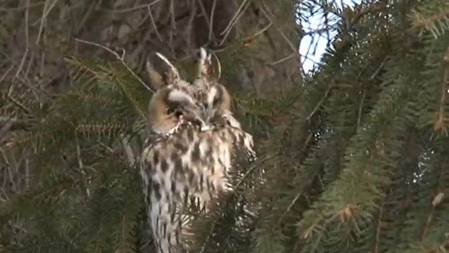 Воспитанники детского сада в центре Курска обрели нового друга - ушастую сову смотреть онлайн