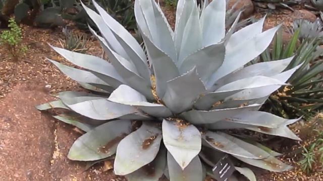 The Plant Traveller: 4 Agaves to Grow #succulents смотреть онлайн