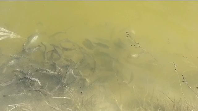 Смелая форель кушает с рук. смотреть онлайн