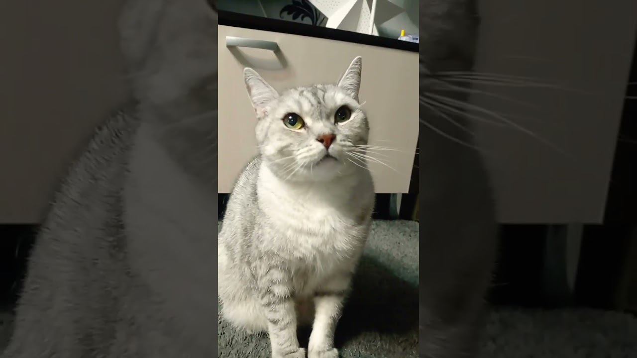 Милый котик #shorts смотреть онлайн