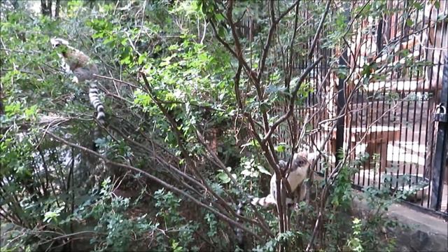 Посетители угощают малышей лемуров, а сотрудники не успевают отгонять их от вольера 09.08.2023 смотреть онлайн