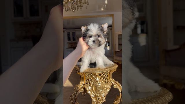 Бивер Йорк девочка ищет семью #бивер #йорк #йоркширскийтерьер #собака #милыеживотные #животные