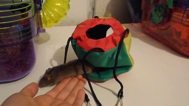 Mouse cage tour/review and introduction : Choco смотреть онлайн