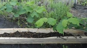 Супер Эффективный Способ Укоренения Отводков Фундука / как размножить фундук