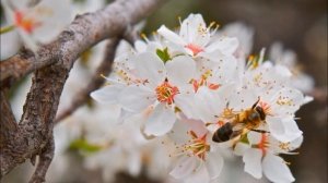 Необычные сорта зимостойких абрикосов: Черный бархат, Персиковый, Ананасный