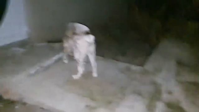 Алабай Чёрная Роза ? моя первая любовь, живут они у Папы. смотреть онлайн